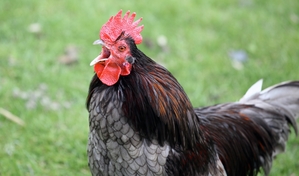 Ein Hahn im Garten ist an die Lärmschutzverordnung gebunden.
